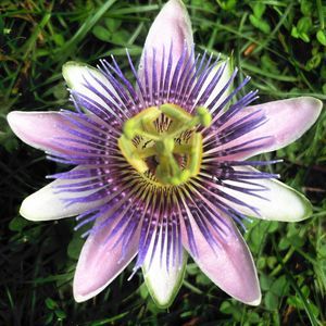 Meet your Posher, Patty